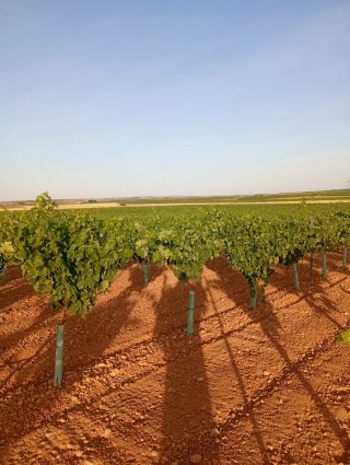 • VENTA DE FINCA DE 600HECT  •42HECT VIÑEDO .
