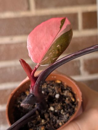 Philodendron Pink Princess half moon