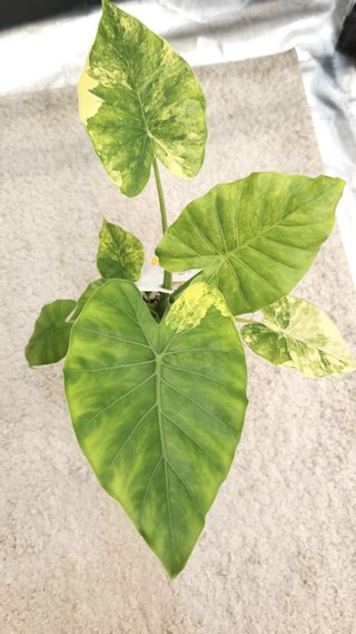 Alocasia Gageana Aurea variegada