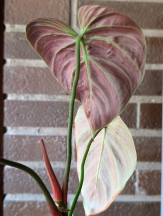 Philodendron El Choco Red