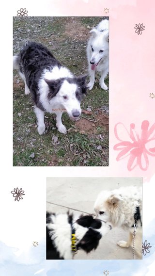 Cuidadora de mascotas estrella Murcia centro