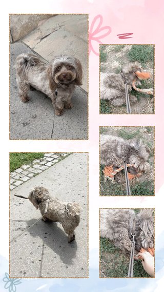 Cuidadora de mascotas estrella Murcia centro