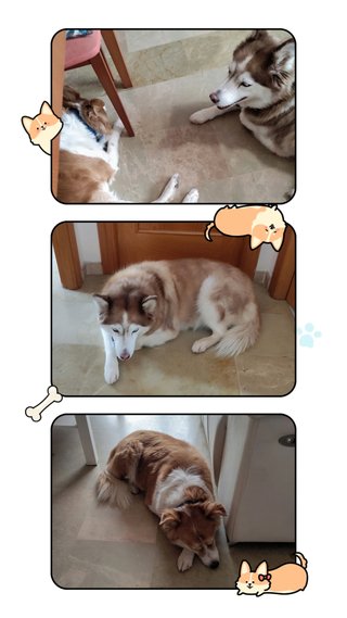 Cuidadora de mascotas estrella Murcia centro