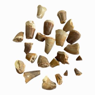 Lote Fósiles: Dientes y Trilobites