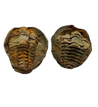 Lote Fósiles: Dientes y Trilobites