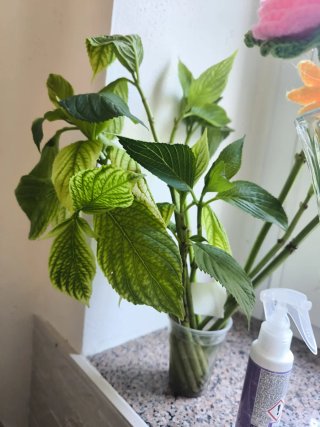 Talee di ortensia Hydrangea serrata senza radice