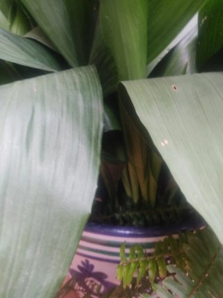 Plantas de Piristra