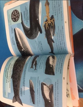 Mi primer laurosse de los animales