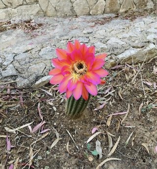 Trichocereus giardino di Giovanni