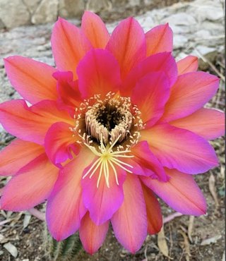 Trichocereus giardino di Giovanni