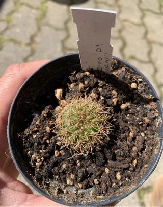 Trichocereus giardino di Giovanni