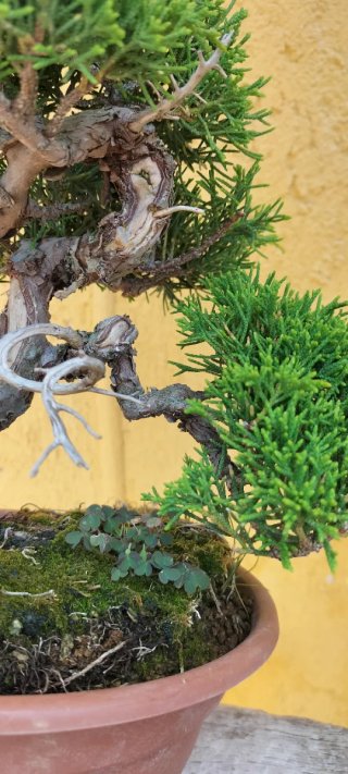Bonsai Itoigawa (Pre-Bonsai)