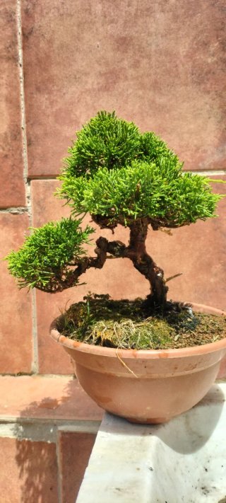 Bonsai Itoigawa (Pre-Bonsai)