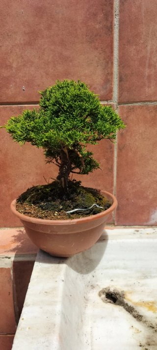 Bonsai Itoigawa (Pre-Bonsai)