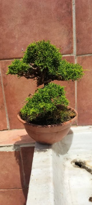 Bonsai Itoigawa (Pre-Bonsai)