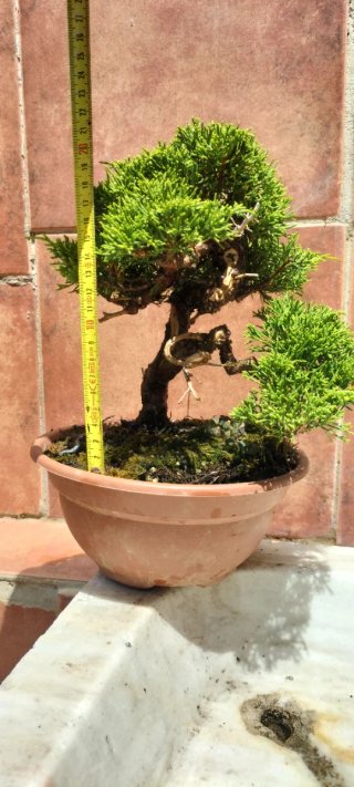 Bonsai Itoigawa (Pre-Bonsai)
