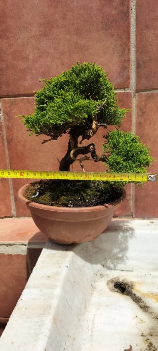 Bonsai Itoigawa (Pre-Bonsai)