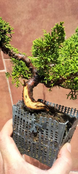 Bonsai Itoigawa (pre bonsai)