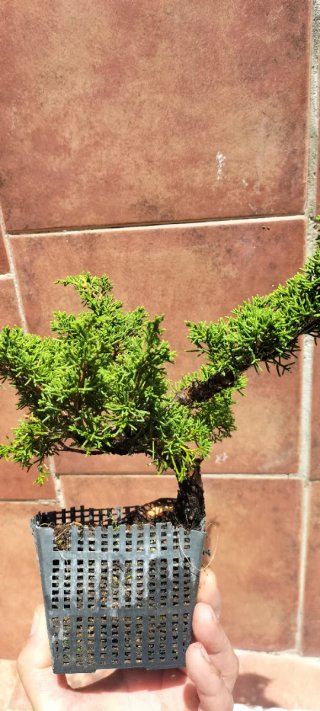Bonsai Itoigawa (pre bonsai)