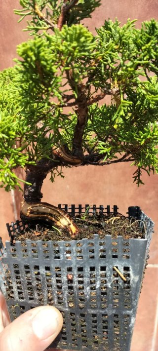 Bonsai Itoigawa (pre bonsai)