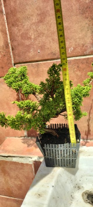 Bonsai Itoigawa (pre bonsai)