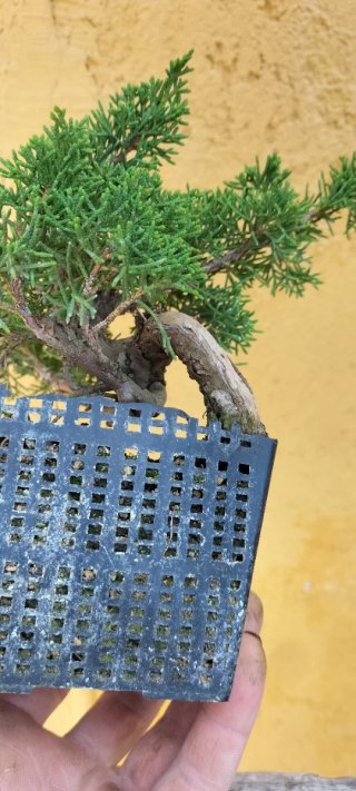 Bonsai Itoigawa (pre bonsai)