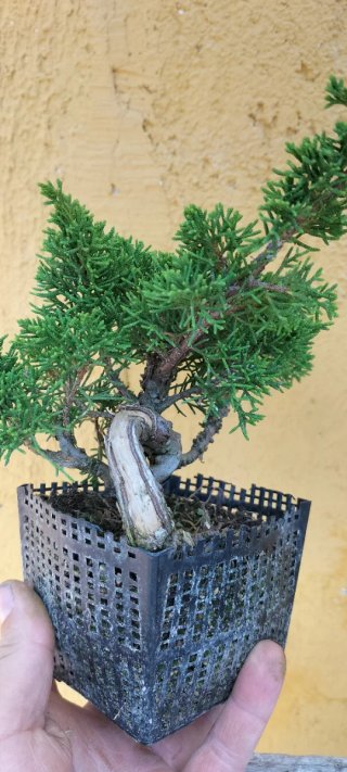 Bonsai Itoigawa (pre bonsai)