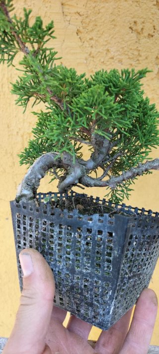Bonsai Itoigawa (pre bonsai)