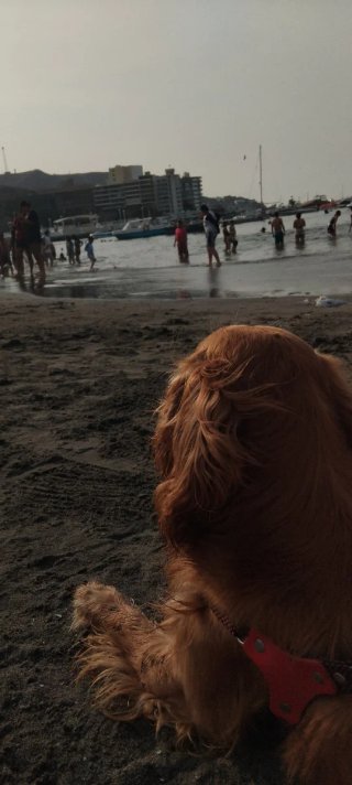 Cuidado de mascotas