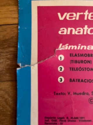 Lámina educativa antigua de anatomía de rana