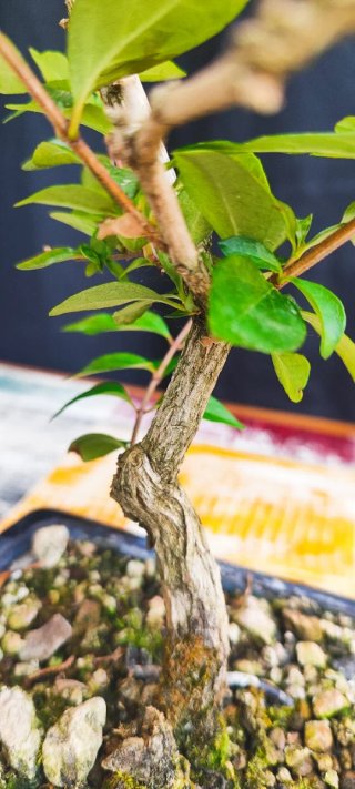 Bonsái Lagerstroemia índica