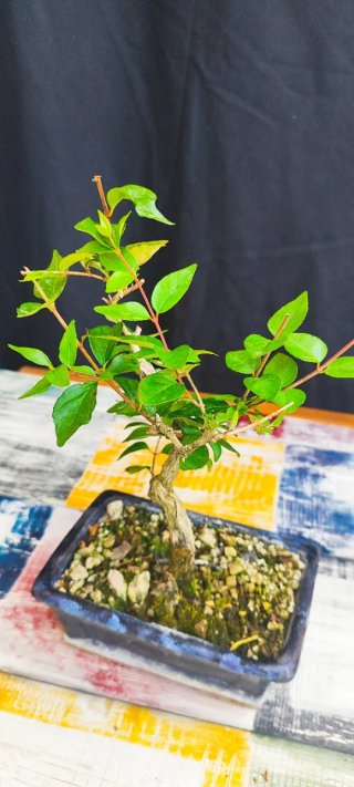 Bonsái Lagerstroemia índica