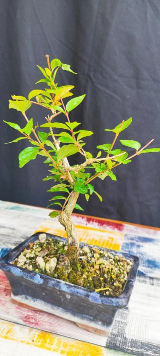 Bonsái Lagerstroemia índica