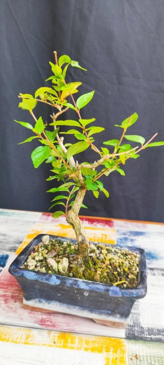 Bonsái Lagerstroemia índica
