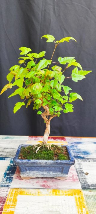 Bonsai Acer tridente shohin