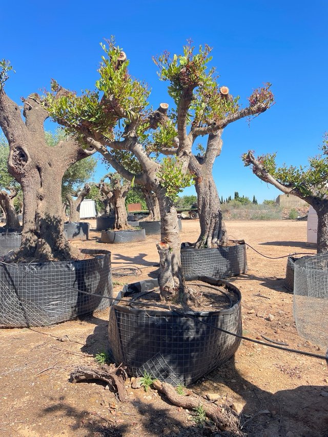 Algarrobo / Garrofera