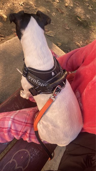Arnés para perro negro