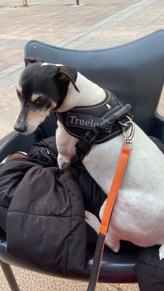 Arnés para perro negro