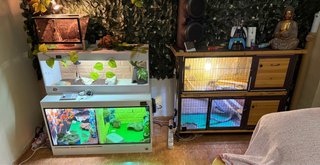 Terrarios para reptiles