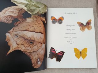 Papillons du Monde. Mariposas del Mundo.
