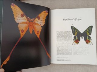 Papillons du Monde. Mariposas del Mundo.