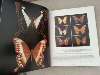Papillons du Monde. Mariposas del Mundo.