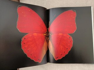 Papillons du Monde. Mariposas del Mundo.