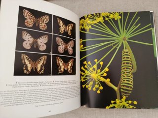 Papillons du Monde. Mariposas del Mundo.