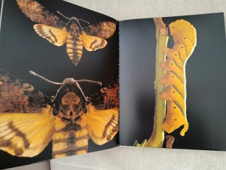 Papillons du Monde. Mariposas del Mundo.
