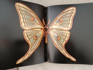 Papillons du Monde. Mariposas del Mundo.