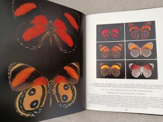 Papillons du Monde. Mariposas del Mundo.