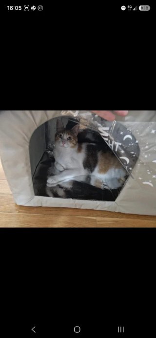 Casetta per gatti/piccoli cani