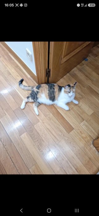 Casetta per gatti/piccoli cani