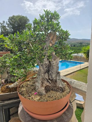Bonsái de Olivo con mas de 50 años